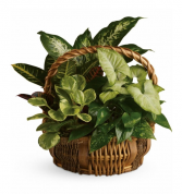 Emerald Garden Basket Plants