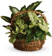 Emerald Garden Basket Plants