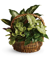 Emerald Garden Basket  sympathy Arrangement