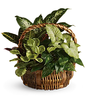 Emerald Garden Basket  sympathy Arrangement