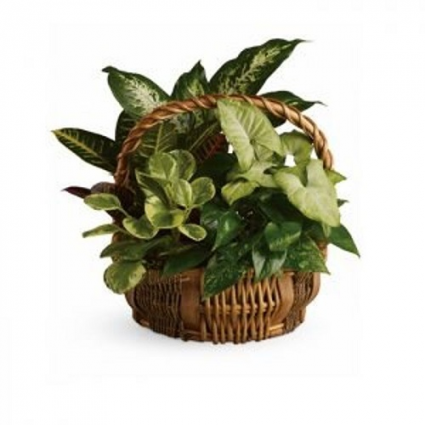Emerald Garden Dish Garden