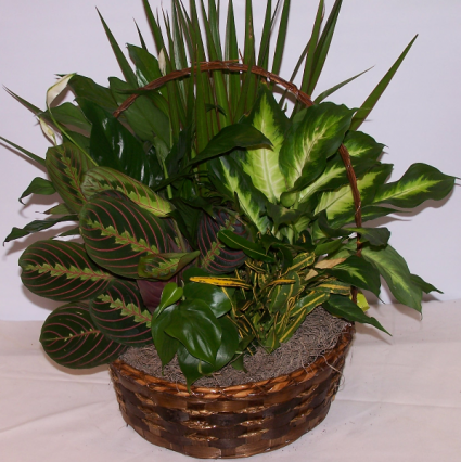 Emerald Plant Basket dish Garden