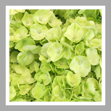 Enchanted Arrangements