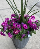 Enchanted Evening  Mixed Patio Pot 
