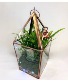Enchanted Fern Fairy Terrarium House Plant