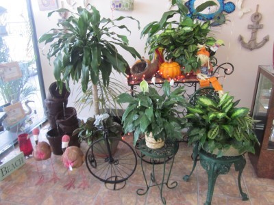 Enchanted Florist Display of Potted Plants Plant