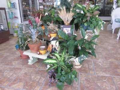 Enchanted Florist Potted Plant Display  Plant