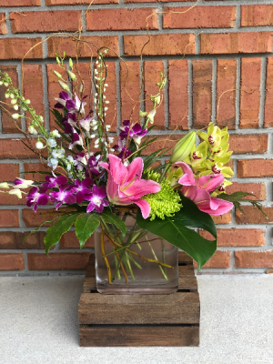 Enchanting Empress in Melbourne, FL | VIOLETS IN BLOOM Enchanting Empress in Melbourne, FL | VIOLETS IN BLOOM