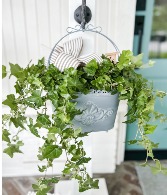 English Garden Ivy Plant