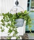 English Garden Ivy Plant