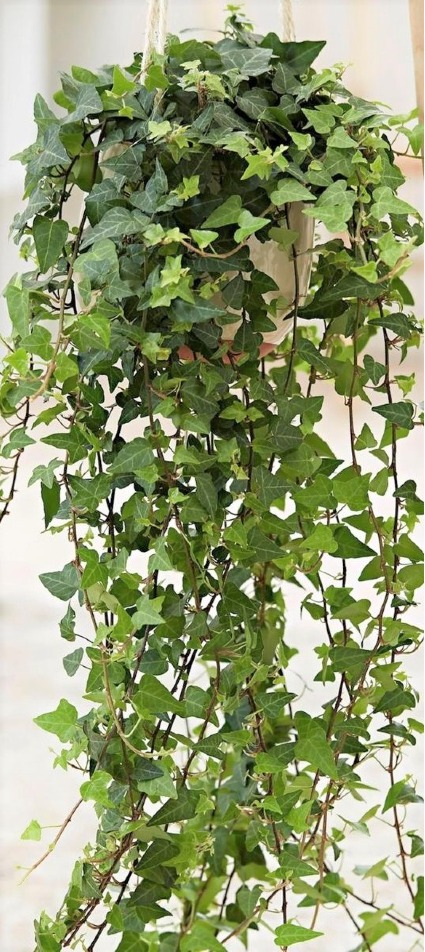 English Ivy Ceramic Hanging Pot
