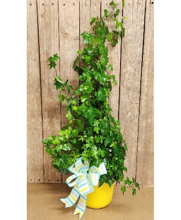 English Ivy Green Plant in Carlsbad, NM | Angee's Flowers