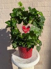 English Ivy Heart 