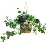 english ivy in a basket plant