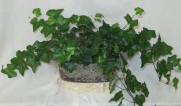 English Ivy in Basket Green House Plant