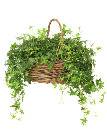 ENGLISH IVY PLANT  Hedera helix  in Ozone Park, NY | Heavenly Florist