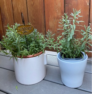 English Lavender  plant