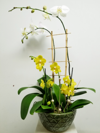 English Orchid Garden Was $129.99 Now $99.00