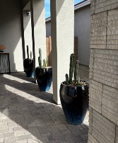 Entry Decor Plant 