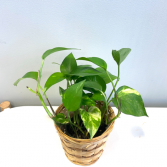 Epipremnum Aureum 'Golden Pothos' *Pick-up Only*