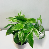 Epipremnum Aureum 'Marble Queen Pothos'