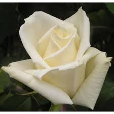 Eskimo White Rose 