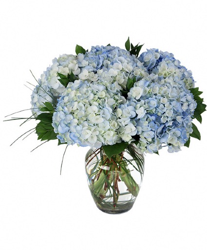 Eternal Beauty Blue Hydrangeas 