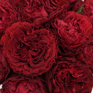 Eternity Roses 1 dozen arranged
