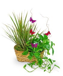 Ethereal Garden Basket Plant