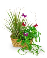 Ethereal Garden Basket Plant