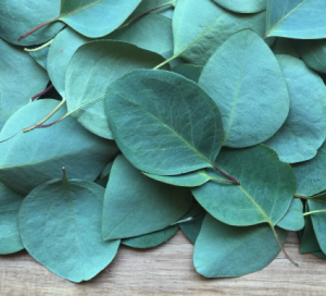 Eucalyptus Assortment Greenery Assortment in Beaumont, AB | Beau Villa Flowers And Gifts Eucalyptus Assortment Greenery Assortment in Beaumont, AB | Beau Villa Flowers And Gifts
