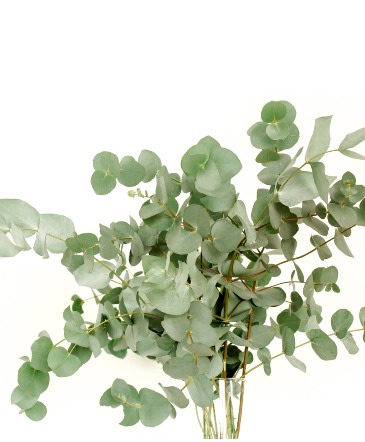 Eucalyptus Bunch Bunch in Wellington, CO | Aesoph Flowers Eucalyptus Bunch Bunch in Wellington, CO | Aesoph Flowers