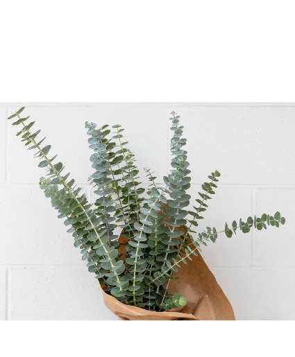 Eucalyptus Bundle
