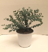 Eucalyptus Plant 6