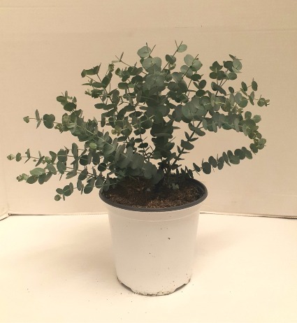 Eucalyptus Plant 6