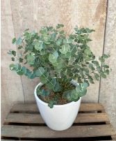 Glacier Eucalyptus Plant