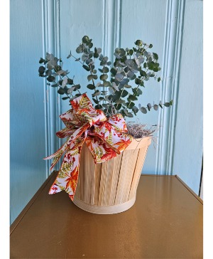 GLACIER EUCALYPTUS POTTED PLANT