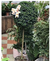 Eugenia Ball Topiary - 14" pot 