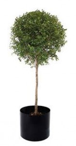 EUGENIA SINGLE BALL TOPIARY PLANT