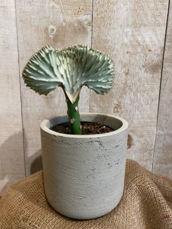 Euphorbia Lactea Cactus  plant