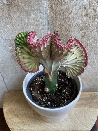 Euphorbia Lactea 
