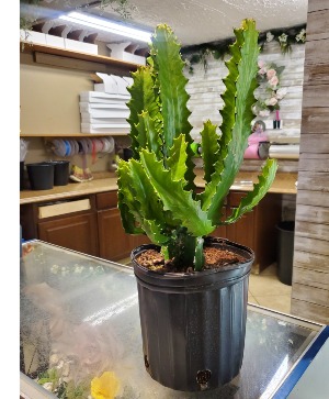 Euphorbia Live Cactus