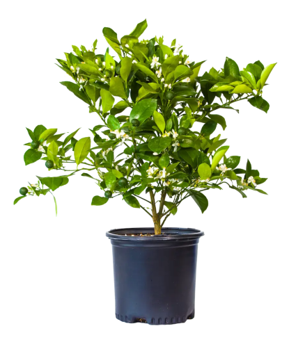 Eureka Lemon Tree Citrus Tree