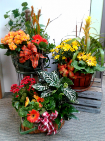 Euro Baskets Green & Blooming Plants