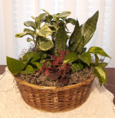 Euro Dish Garden 2 
