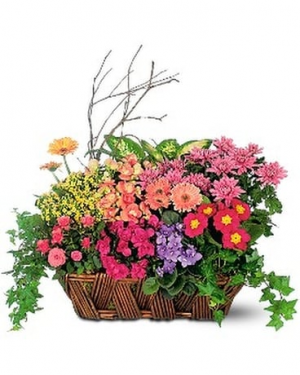 Garden Basket perfect for any occassion in Ozone Park, NY | Heavenly Florist Garden Basket perfect for any occassion in Ozone Park, NY | Heavenly Florist