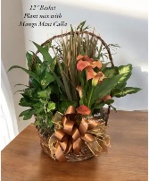 Euro Garden with Mango Calla Plant Basket