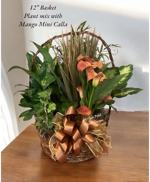 Euro Garden with Mango Calla Plant Basket