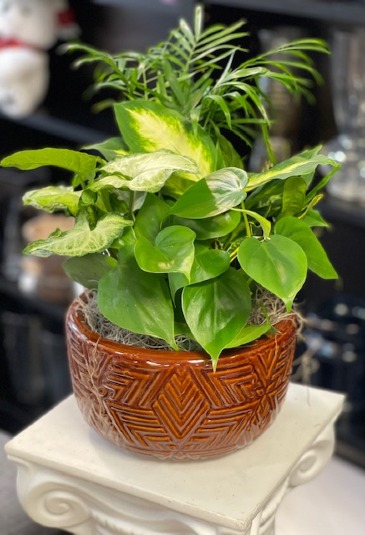 EuroGarden in Acworth, GA | Davis Flowers EuroGarden in Acworth, GA | Davis Flowers