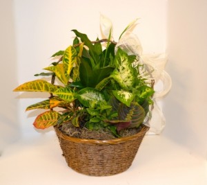Eurogarden variousplants in a basket